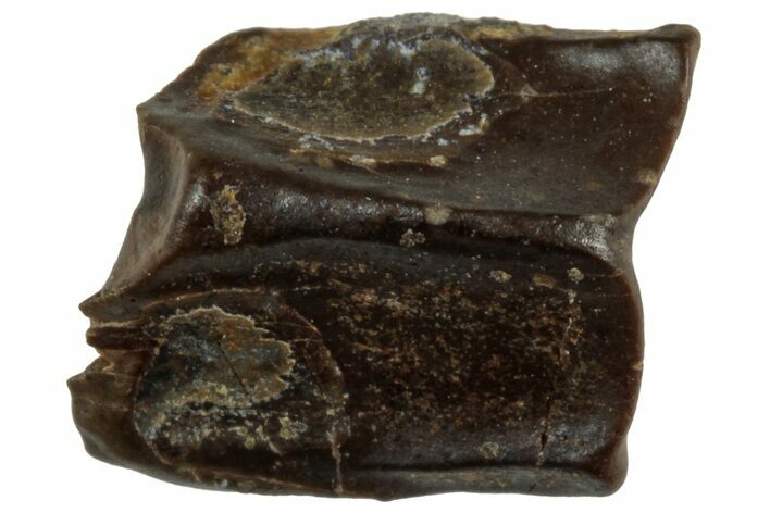 Fossil Hadrosaur (Edmontosaurus) Shed Tooth - Wyoming #312576